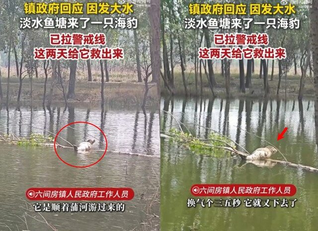 台灣新聞通訊社-淡水魚塘迎來「海洋訪客」 網笑：自助餐好吃嗎？