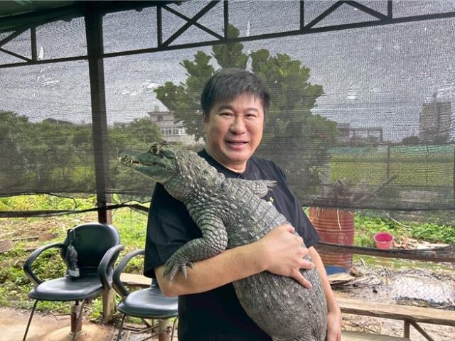 台灣新聞通訊社-胡瓜出外景「突被7隻鱷魚包圍」 險成美味佳餚