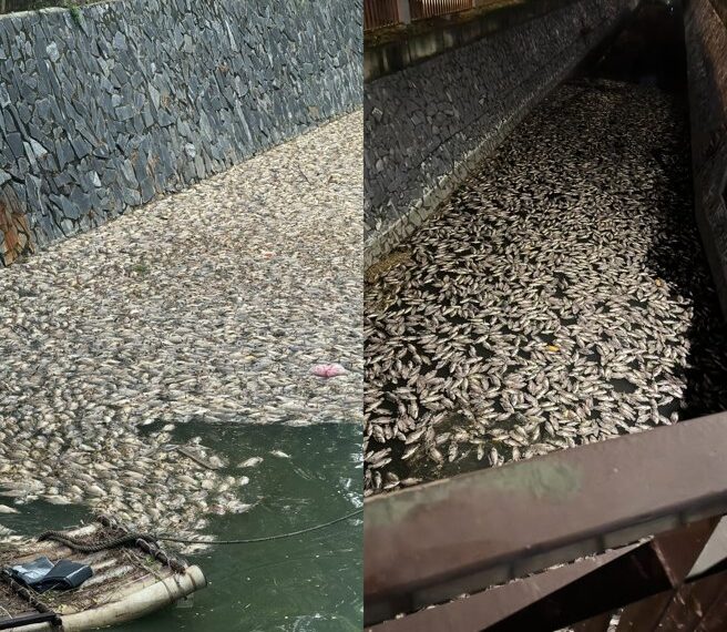台灣新聞通訊社-驚悚畫面曝! 高雄後勁溪驚見「魚屍地獄」臭爆在地人