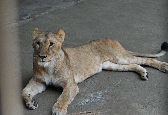 台灣新聞通訊社-東京爆熱 動物園3母獅疑中暑死亡 開園逾60年首見