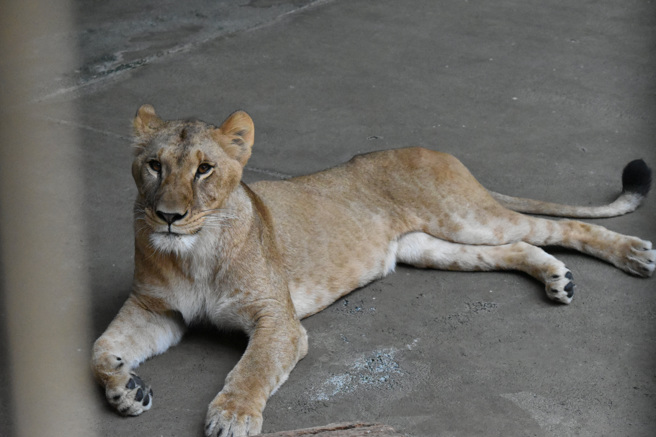 台灣新聞通訊社-東京爆熱 動物園3母獅疑中暑死亡 開園逾60年首見