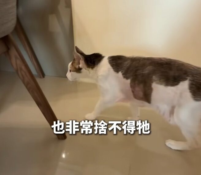 台灣新聞通訊社-牙醫張元瀚5月猝逝!3個月後愛貓也離世 大螯蝦跳缸亡