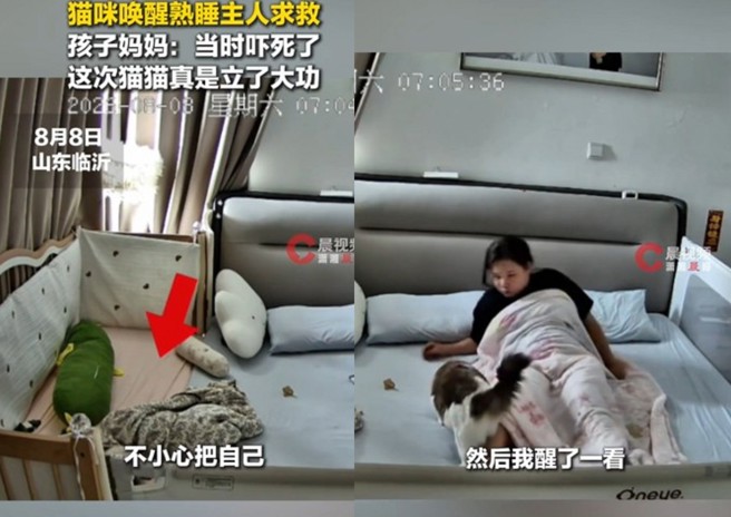 台灣新聞通訊社-小嬰兒翻身毯子蓋頭! 愛貓「這舉動」成功救命