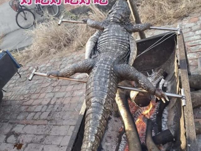 台灣新聞通訊社-不用飛泰國！阿信曬烤鱷魚照引熱議 達人曝：1隻要價3.5萬