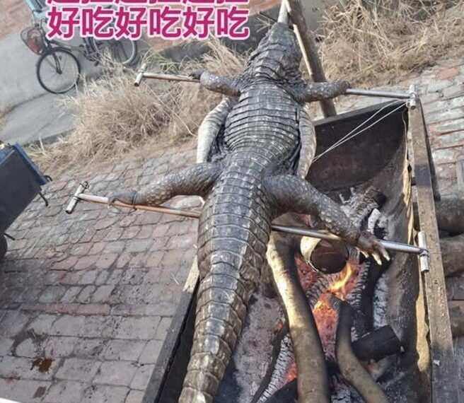 台灣新聞通訊社-不用飛泰國!阿信曬烤鱷魚照引熱議 達人曝:1隻要價3.5萬