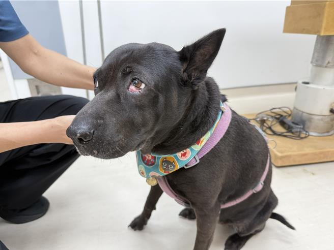 台灣新聞通訊社-陪學生11年的校園犬ASUS罹癌摘眼 重返樹林高中守護師生
