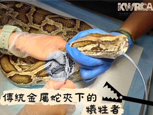 台灣新聞通訊社-金門緬甸蟒遭傳統捕蛇夾誤傷殞命 專家提醒使用不當恐傷己