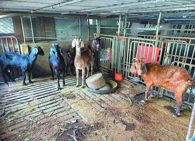 台灣新聞通訊社-雲林戴奧辛羊肉污染源指向牧草 同場8羊撲殺檢驗不合格
