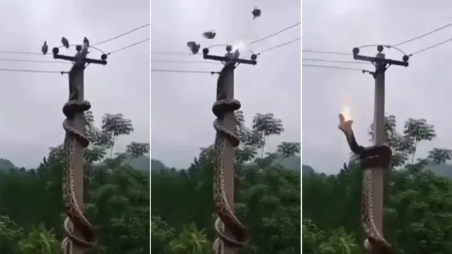 台灣新聞通訊社-7公尺巨蟒爬電桿捕鴿! 反遭高壓電「雙擊」墜地身亡