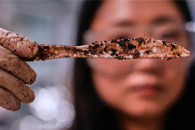 台灣新聞通訊社-用醣類製成的生物塑膠將成為替代傳統塑膠的新解方