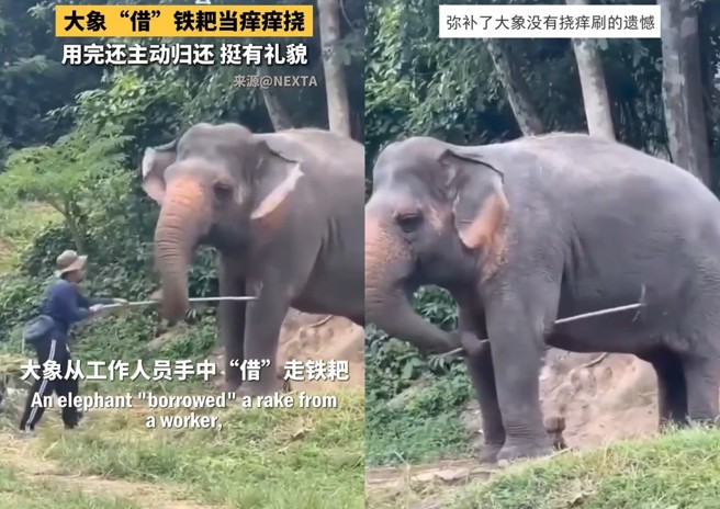 台灣新聞通訊社-工人鐵耙子遭大象搶走! 秒變「巨型不求人」抓癢癢