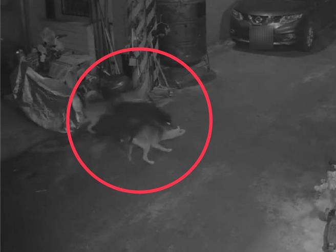 台灣新聞通訊社-犬隻圍攻虐死29貓! 居民憂下次恐害人 高雄動保處介入