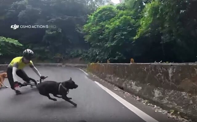 台灣新聞通訊社-遛5狗不牽繩！害公路車騎士慘摔 飼主竟反嗆「不會閃喔？」