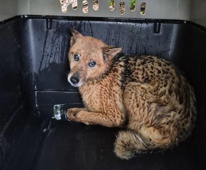 台灣新聞通訊社-陪伴走完最後一程!獨居飼主猝逝 忠犬護主不離不棄